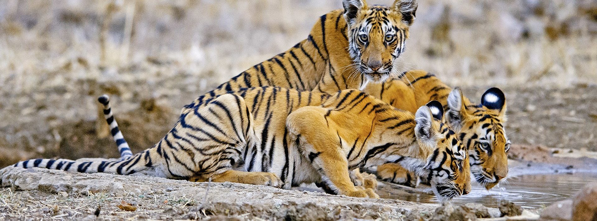 Tadoba-Bengal-tiger-india