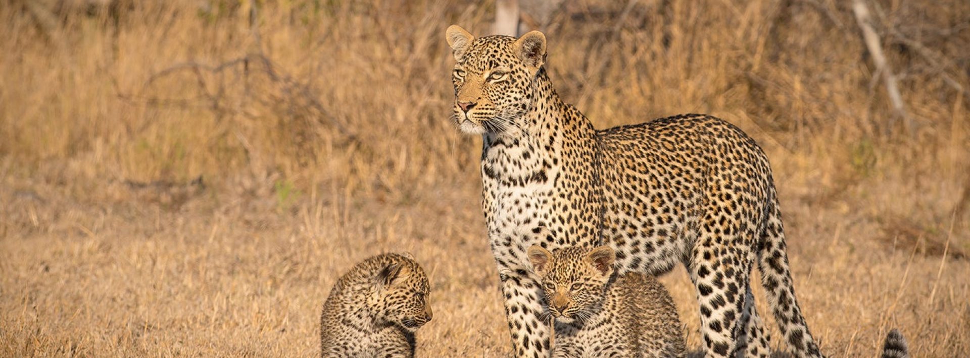jawai-leopards