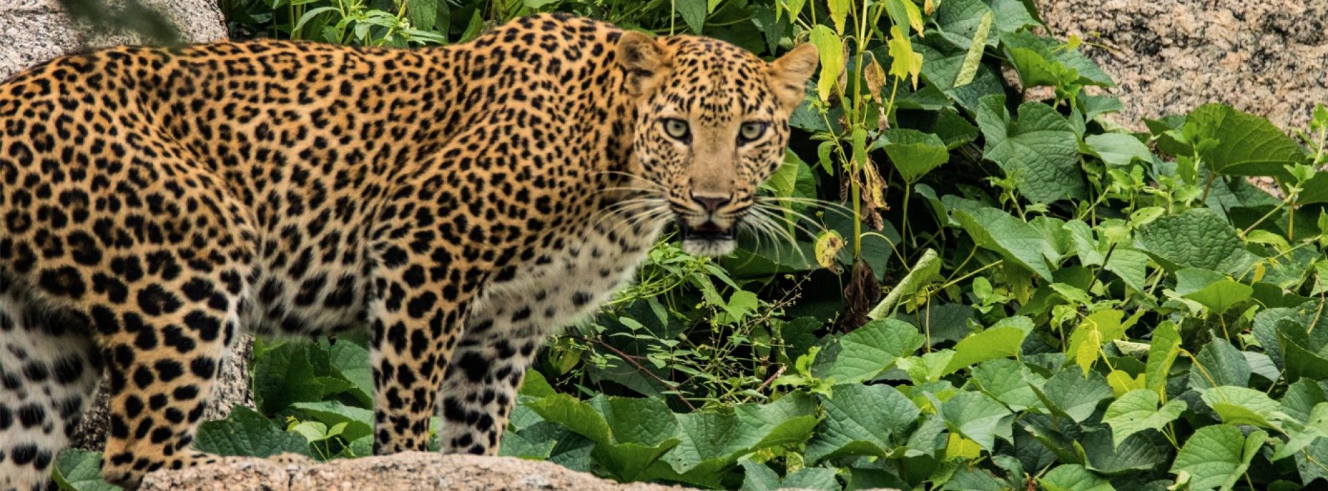 leopard-india